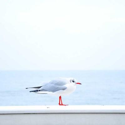 电子游戏策略